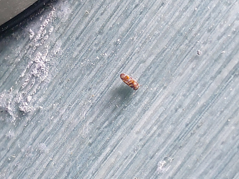Trogoderma variable — Bild 1
