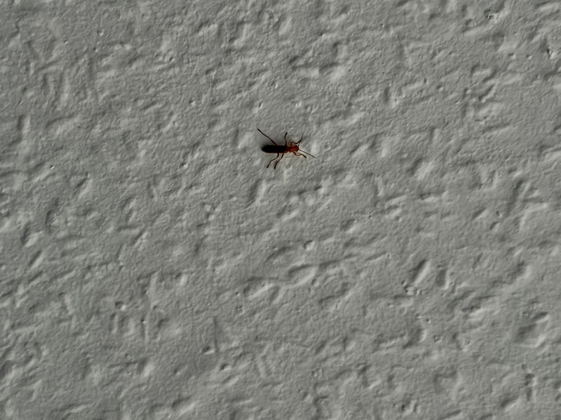 Coléoptère mou variable — Bild 1