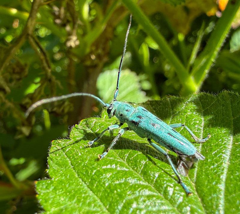 Buck à col roulé bleu violet — Bild 1