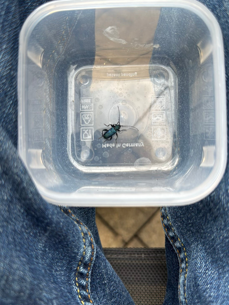 Buck à collet violet-bleu — Bild 1