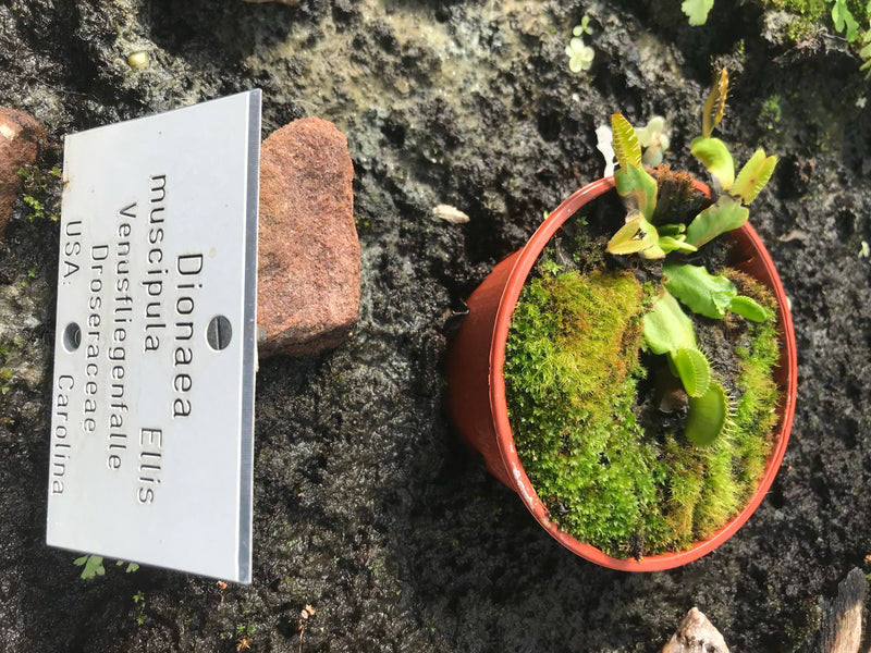 L'image montre une attrape-mouche de Vénus dans un petit pot de fleurs à côté d'une étiquette botanique. Les pièges caractéristiques de la plante sont bien v...