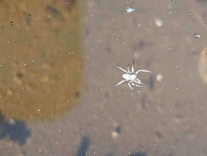 Araignée crabe variable — Bild 1