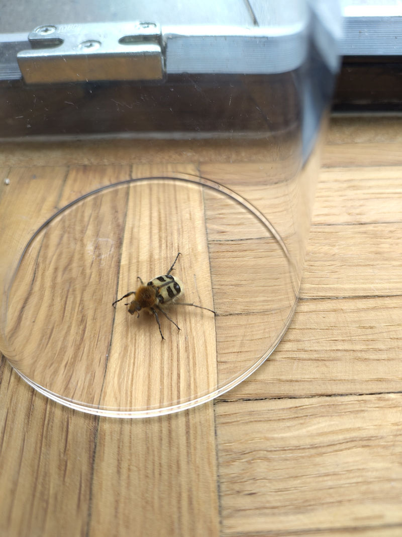 Voleur d'herbes — Bild 1