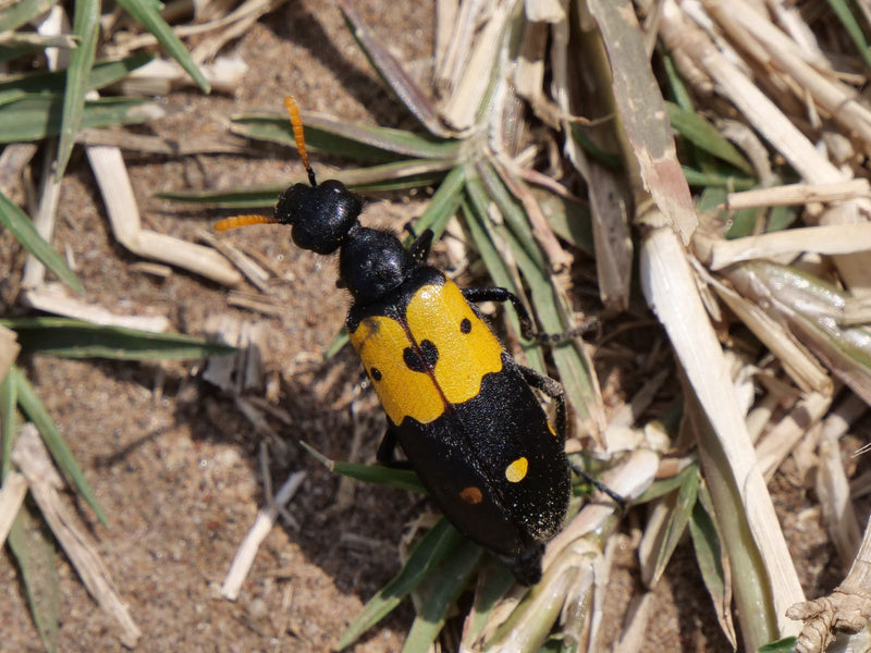 Coléoptère à huile variable — Bild 1