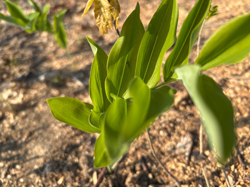 Sceau de Salomon à nombreuses fleurs — Bild 1