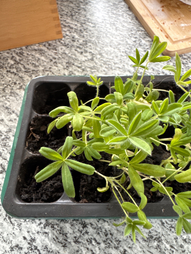 Lupin à plusieurs feuilles — Bild 2