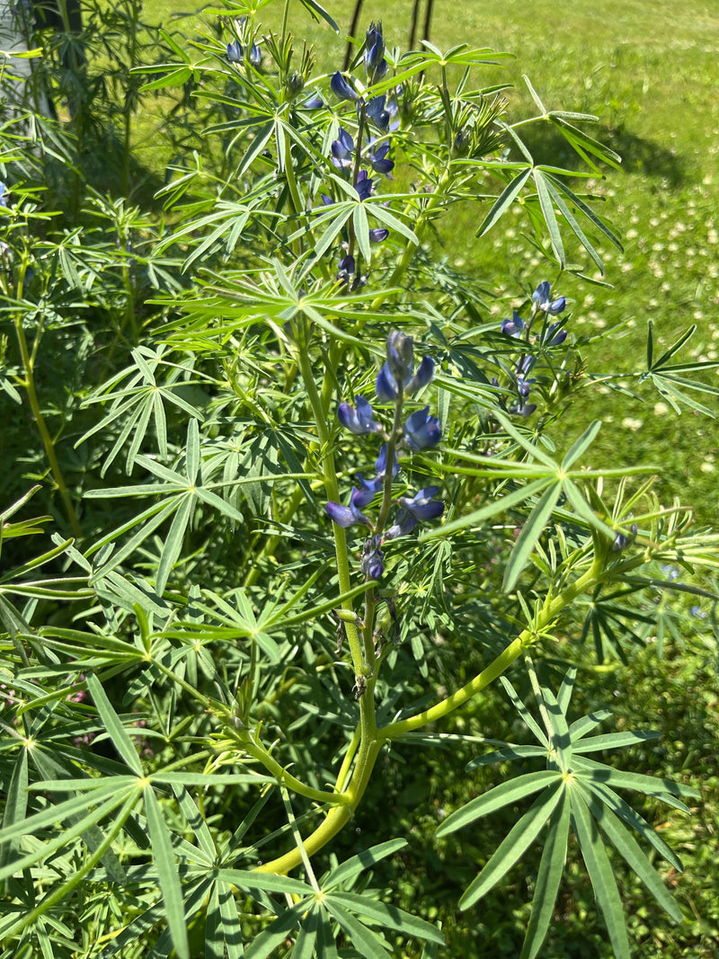 On peut voir un lupin à feuilles multiples avec ses feuilles palmées typiques et ses inflorescences bleues devant une prairie verte. La plante est à l'extéri...
