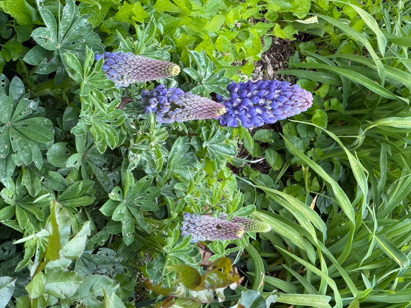 La photo montre des spécimens en fleurs de lupin vivace avec des inflorescences bleues caractéristiques et des feuilles palmées. Ils poussent au milieu d'un ...