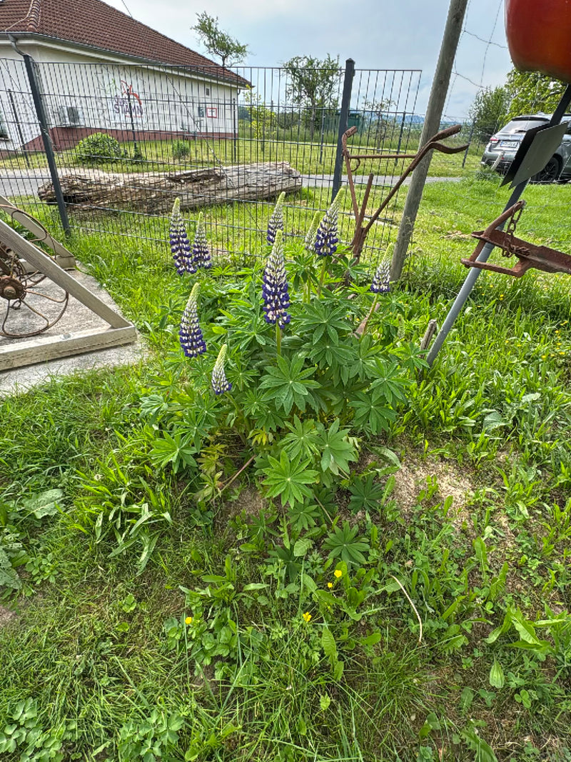 Lupin à plusieurs feuilles — Bild 1