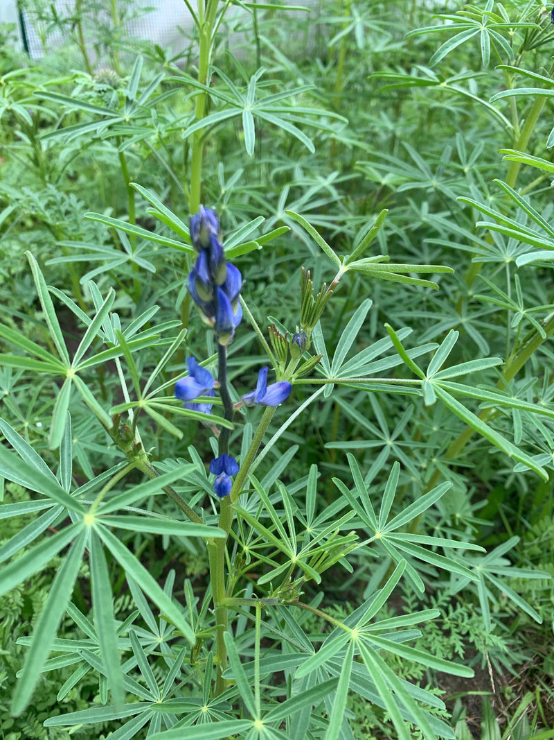 L'image montre un lupin à feuilles multiples avec des inflorescences bleues caractéristiques et des feuilles palmées. Il pousse au milieu de verdure dans un ...