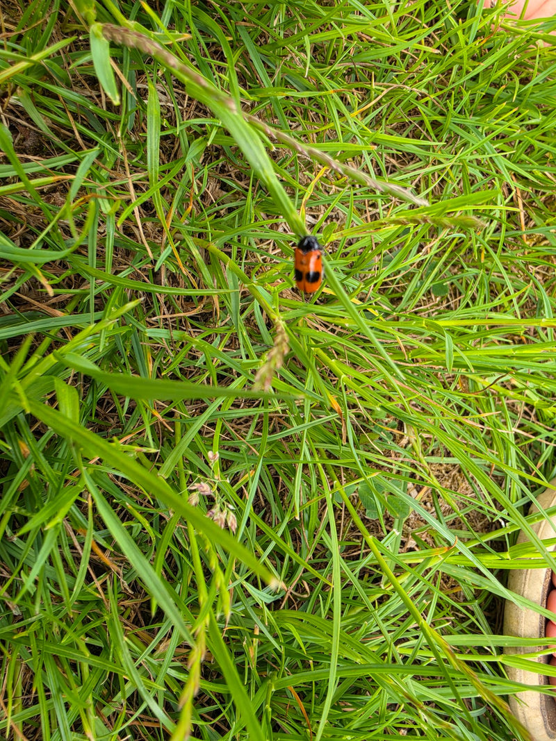 Coléoptère à quatre points — Bild 2