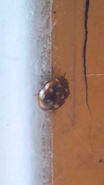 Coccinelle à quatorze points — Bild 1