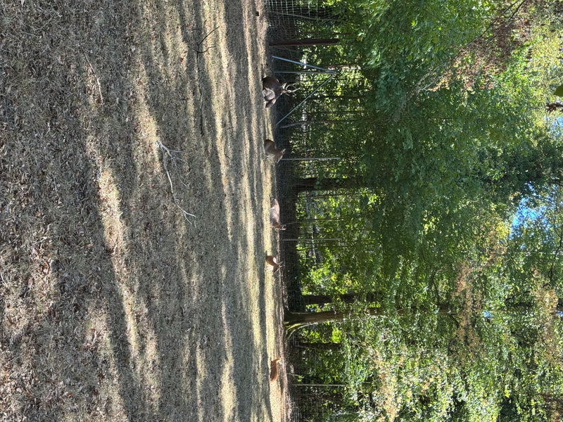 Vietnam-Sikahirsch — photo 1 sur 4