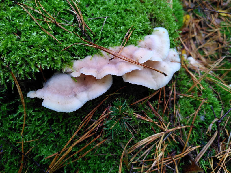 Fructifications ondulées, violet pâle à blanchâtres, du stérée pourpre poussant sur de la mousse en forêt de conifères.