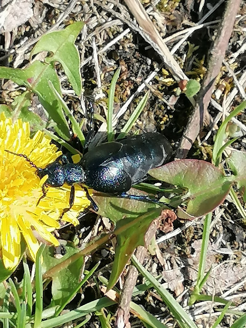 Coléoptère violet — Bild 1