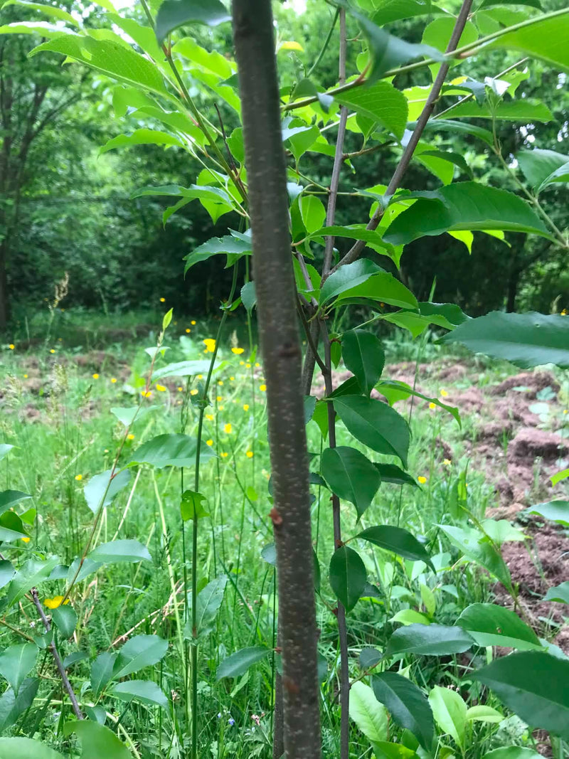 On y voit le tronc et le feuillage vert d'un jeune merisier. En arrière-plan se trouve un environnement de type prairie avec des fleurs jaunes.