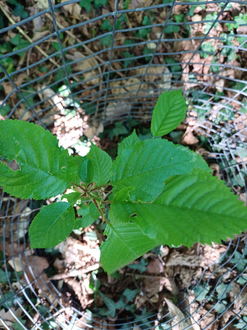 On peut voir une jeune pousse de merisier avec des feuilles vertes. La plante pousse protégée dans un grillage rond sur le sol de la forêt.