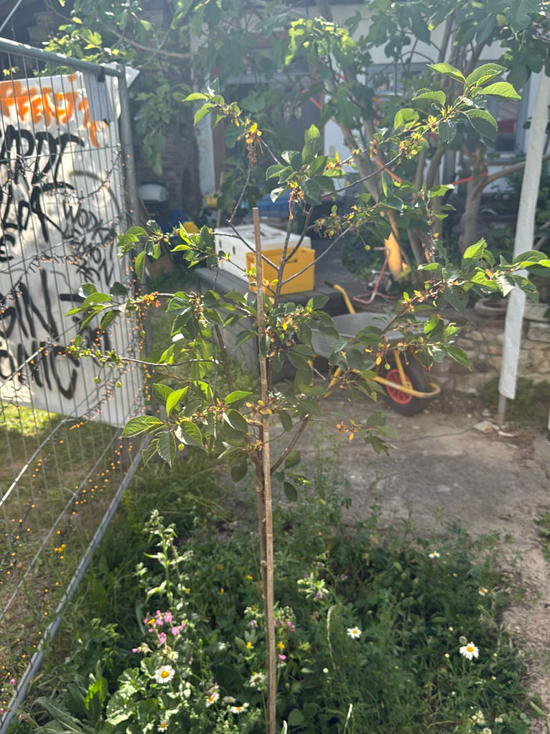 On aperçoit un jeune merisier avec des feuilles vertes et de petits fruits. Il se trouve dans un environnement urbain ou de type jardin.