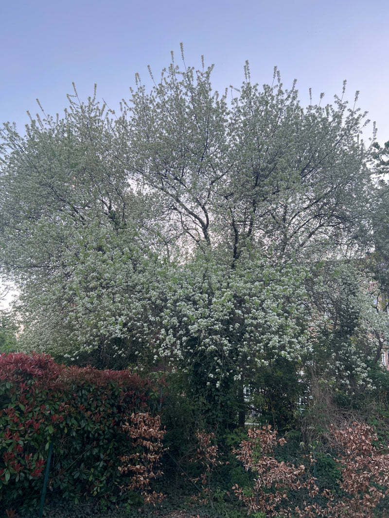 On aperçoit un grand arbre en pleine floraison avec de nombreuses fleurs blanches sur fond de ciel clair. L'arbre se trouve dans un jardin ou un parc.