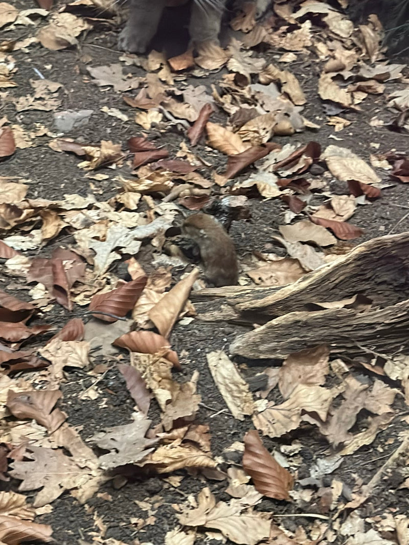 Un campagnol marche sur un sol forestier couvert de feuilles sèches. Les pattes d'un autre animal sont également visibles de manière floue sur le bord supéri...