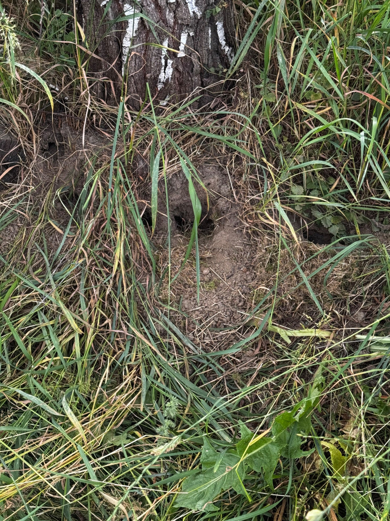 Campagnols — Bild 1