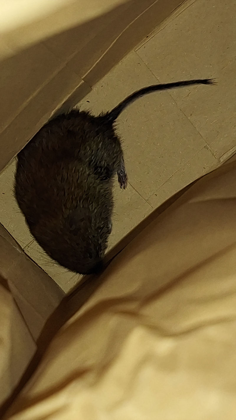 Campagnol (Microtus sp.) — Bild 1