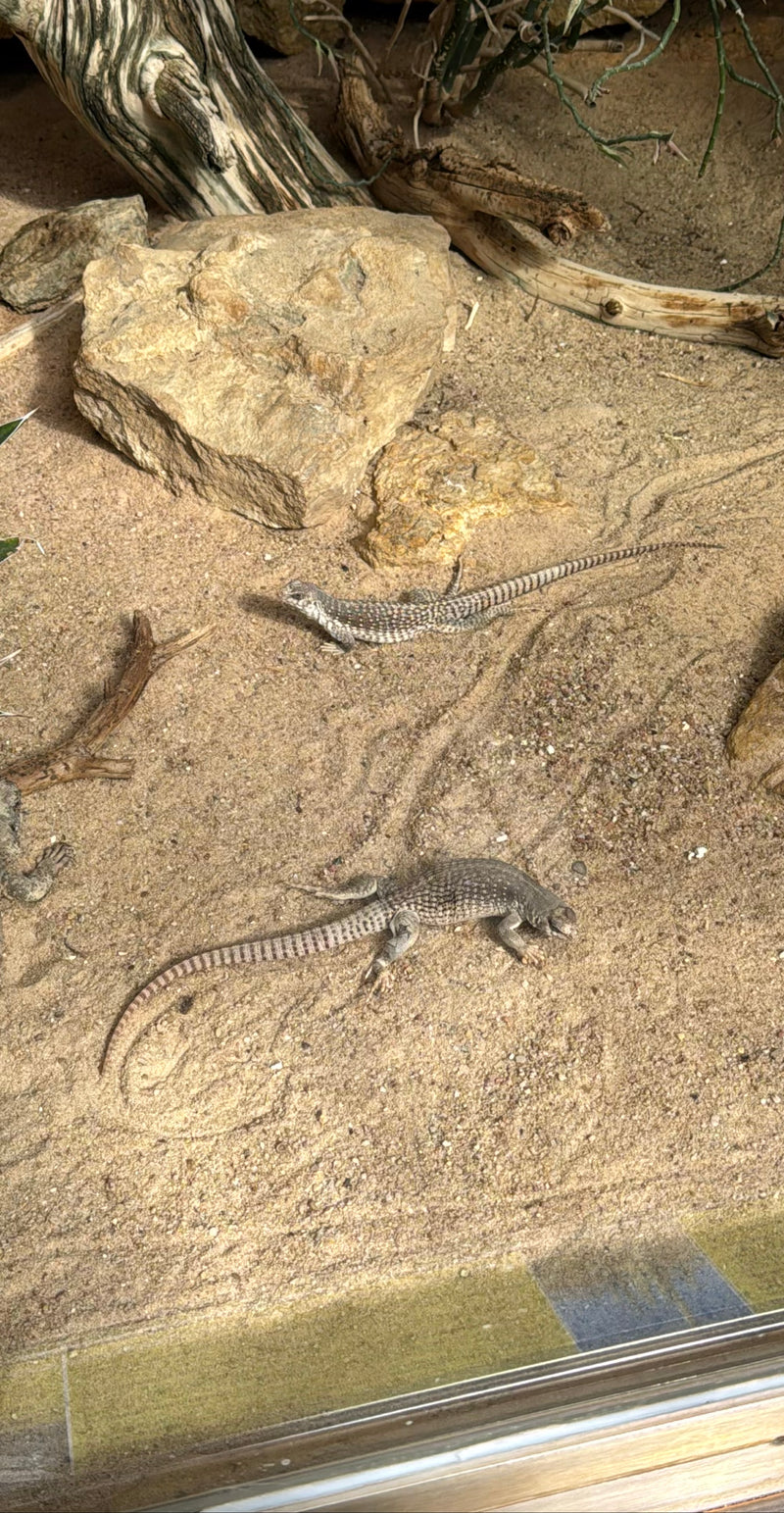 iguane du désert — Bild 1