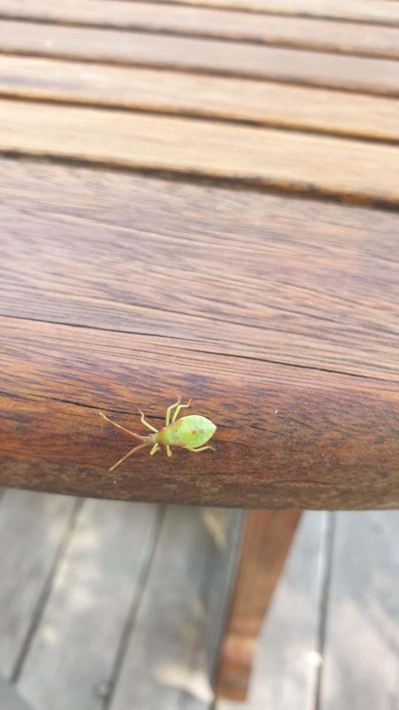 Punaise du genévrier — photo 1 sur 2
