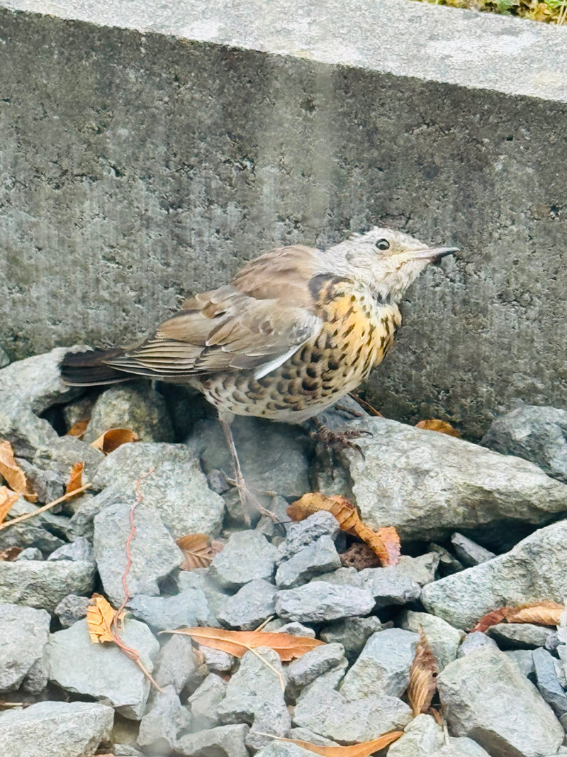 Une gorne litorne est assise sur un sol pierreux devant un mur en béton gris. L'oiseau est bien visible.
