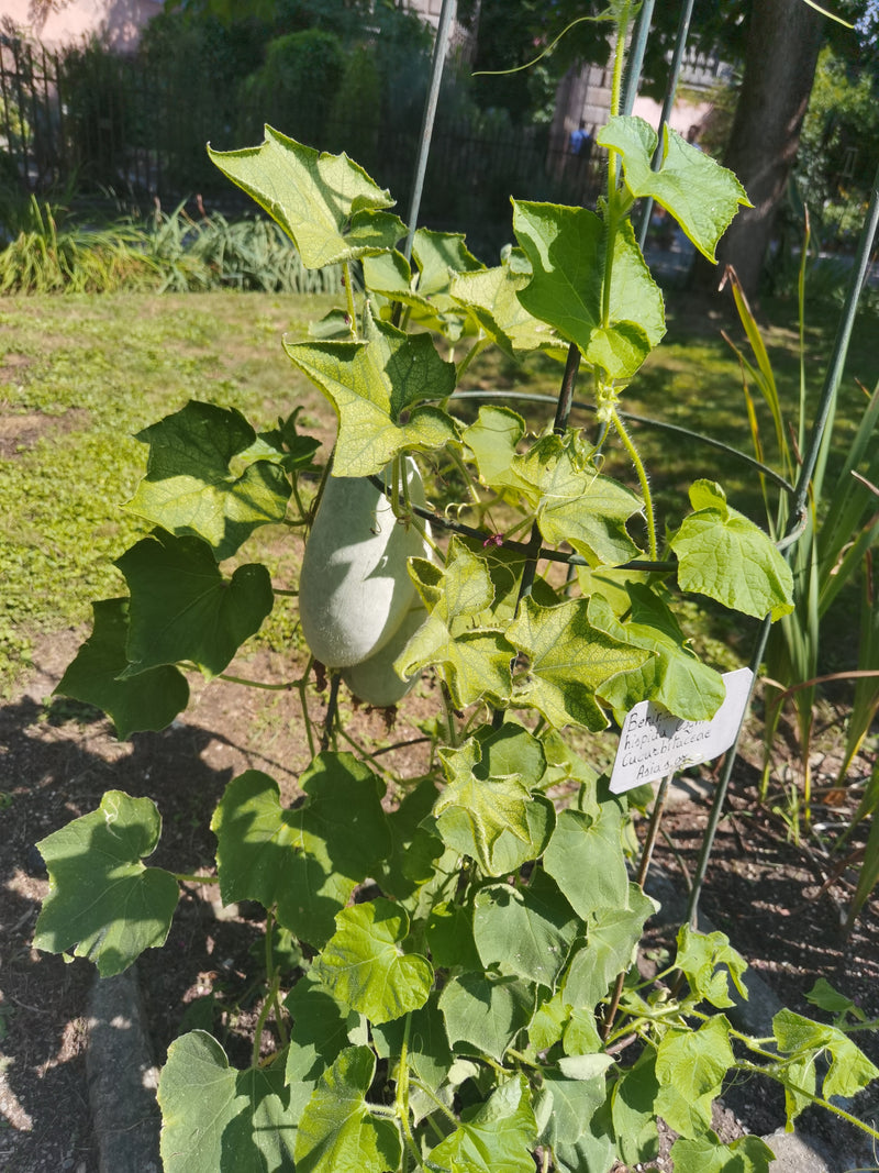 Gourde de cire — Bild 2