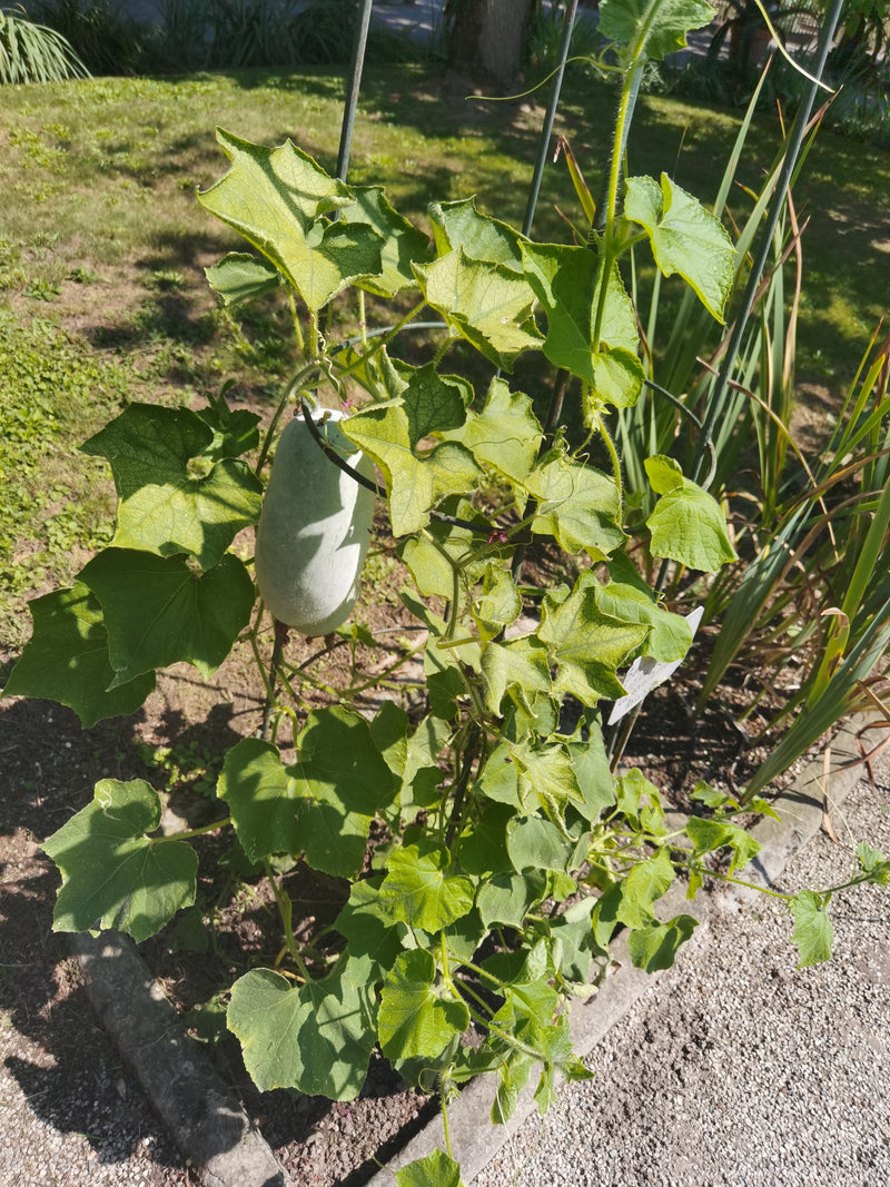 Gourde de cire — Bild 1