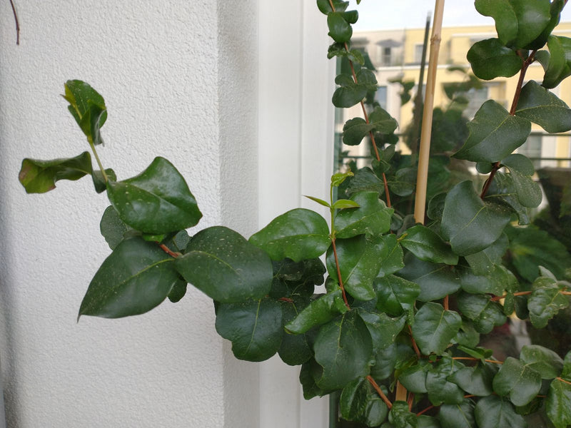 cire de cerise — Bild 1