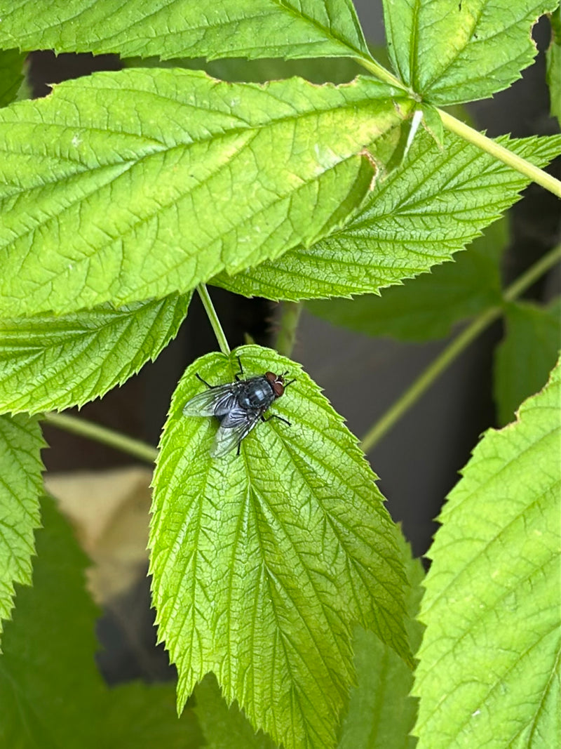 Une mouche bleue au corps luisant repose sur une feuille verte dentelée.