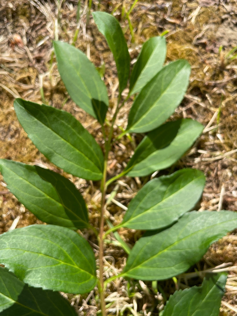 Guimauve forestière — Bild 1