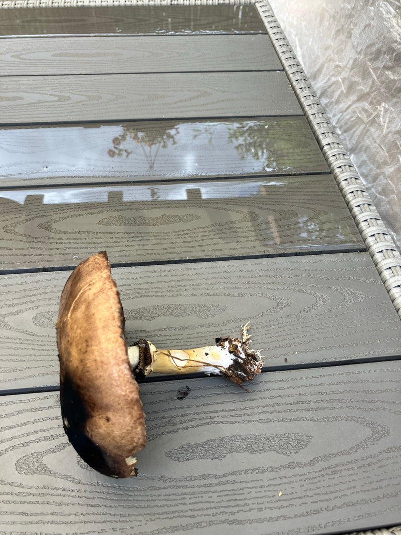 Champignon forestier — Bild 3