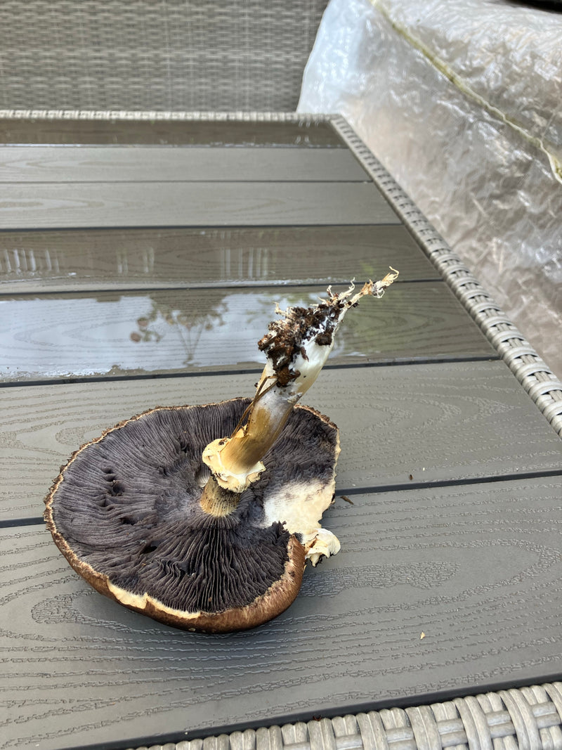 Champignon forestier — Bild 2