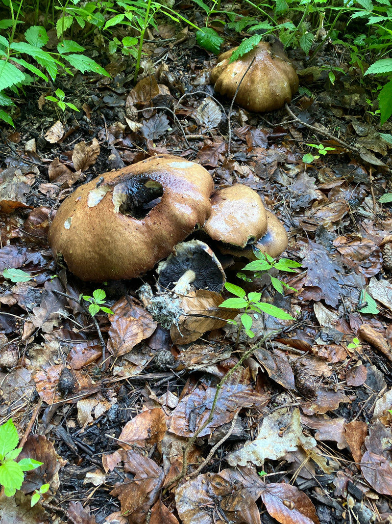 Champignon forestier — Bild 1