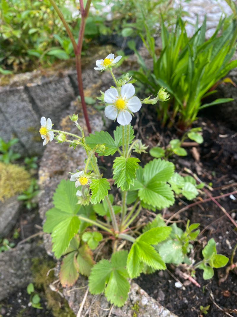 Fraises — Bild 1