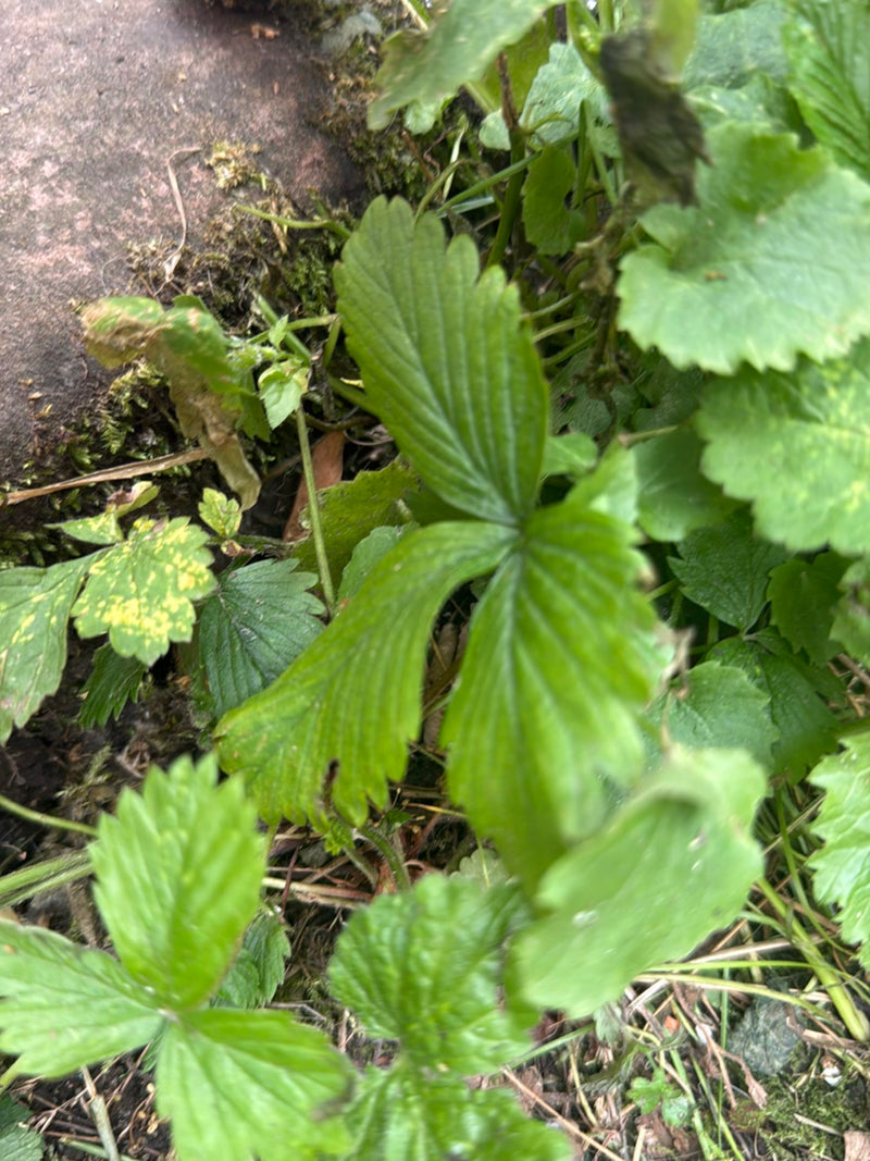 On aperçoit sur le sol les feuilles vertes typiques, trifoliées et dentées d'un fraisier des bois.