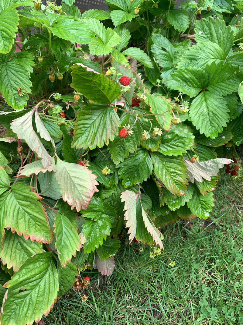 L'image montre un plant de fraisiers sain avec des feuilles trifoliées caractéristiques. Plusieurs fraises rouges mûres ainsi que quelques fruits non mûrs so...