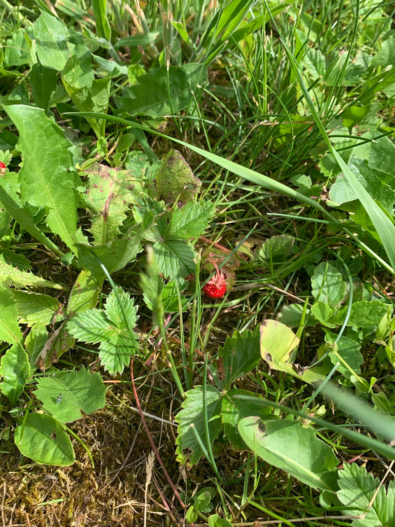 On peut voir une fraise mûre et rouge, entourée d'herbe verte et de feuillage. La plante pousse directement sur une prairie.