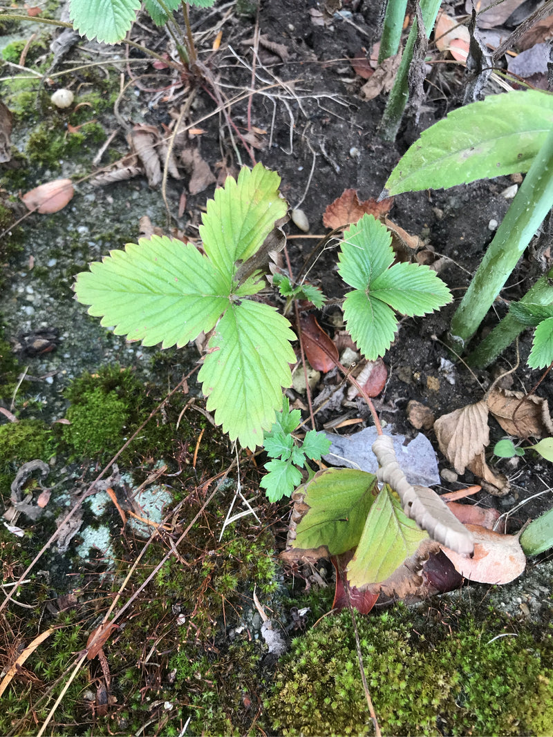 Fraises — photo 2 sur 16