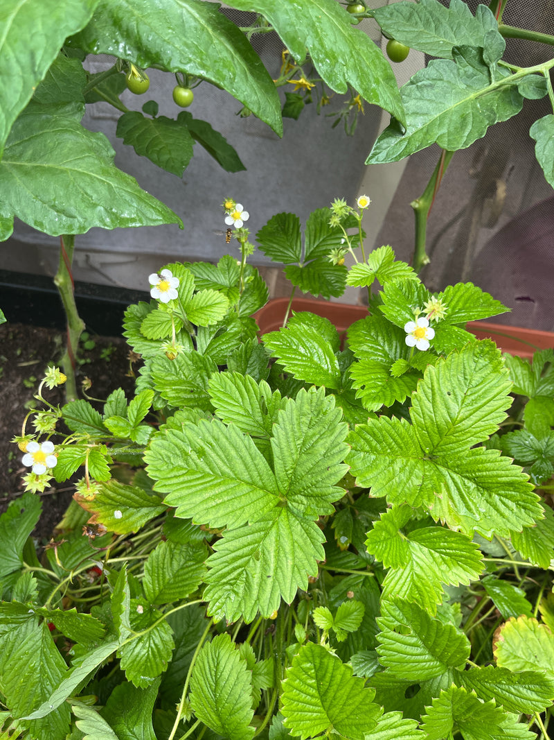 L'image montre un fraisier en fleurs avec des feuilles trifoliées vertes caractéristiques et des fleurs blanches. La plante pousse dans un récipient.