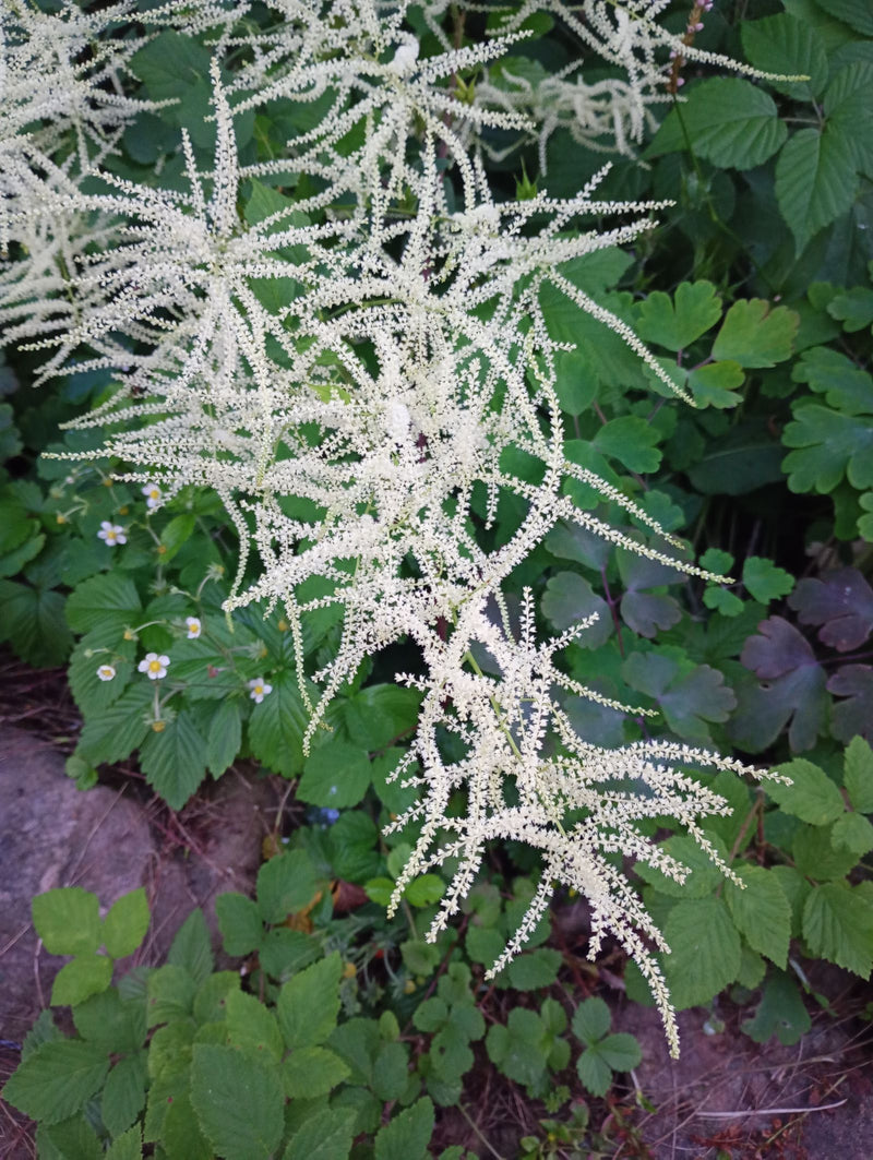 Barbe de chèvre des forêts — photo 1 sur 12