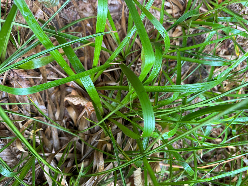 Wald-Hainsimse — photo 1 sur 1