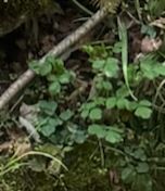 Oseille des bois — Bild 1