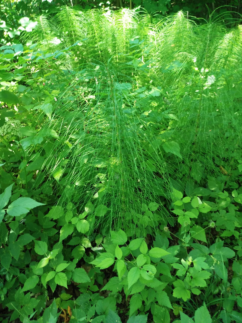 Prêle des forêts — Bild 1