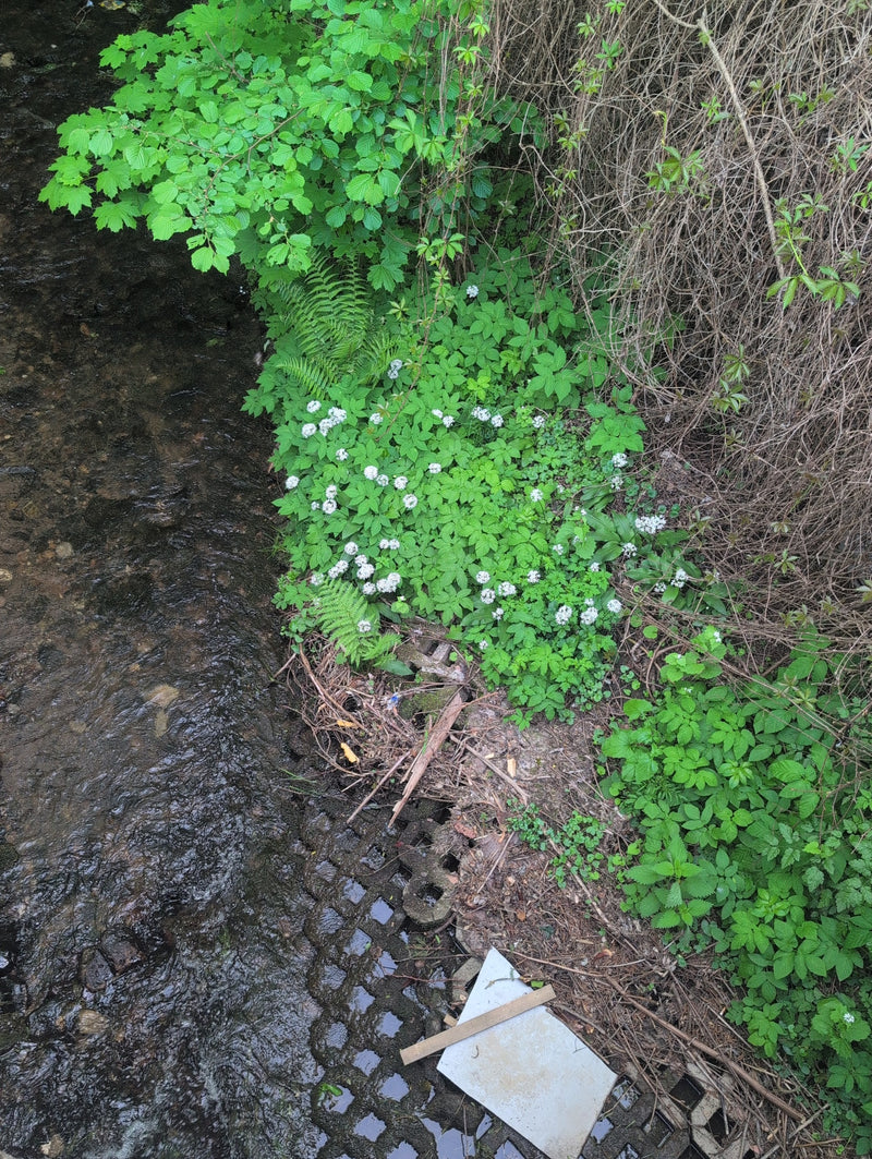 Écume forestière — Bild 1