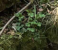 Écume forestière — photo 1 sur 10