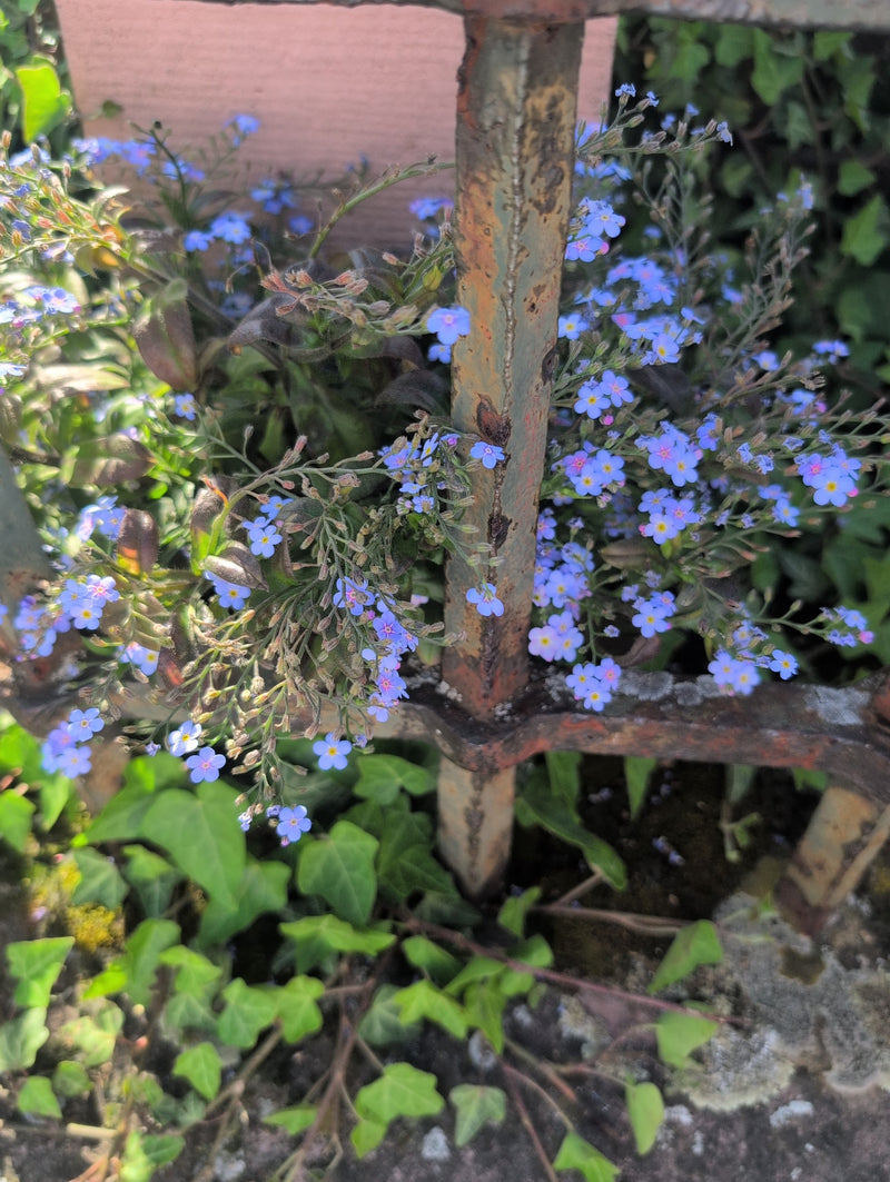 De nombreuses petites fleurs bleu clair du myosotis des bois poussent à travers une grille métallique rouillée.